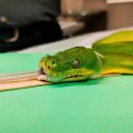 A green tree python with a tube down its throat and its mouth held open with a wooden tool